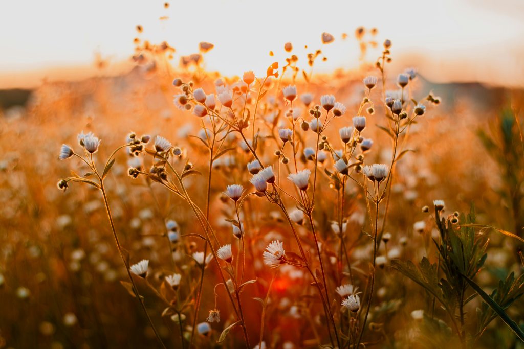 Champs de petites fleurs blanches au coucher de soleil