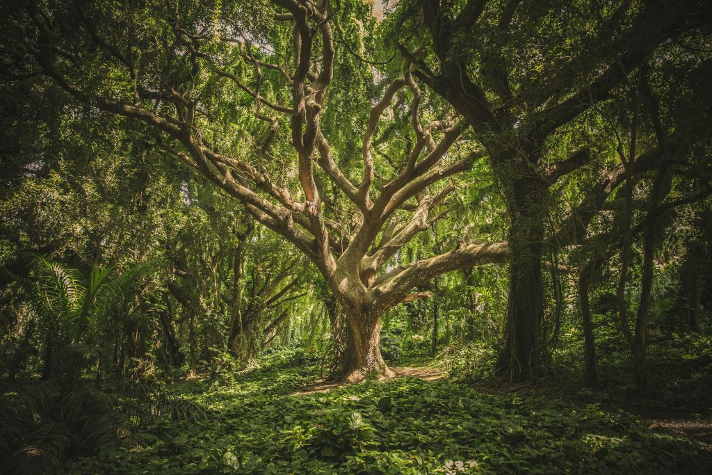 Arbre de vie