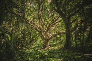 Quand la nature inspire la création : un lien essentiel au cœur de The Green Pumpkin